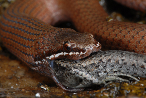 white-lipped-snake